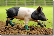 pig_in_boots_3
