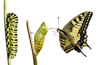 Swallowtail metamorphosis