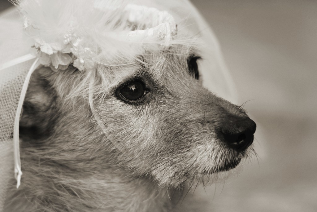 Bridal Dog